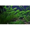 Elodea Densa - Plante d'aquarium d'arrière plan