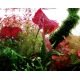 Nymphaea Lotus Zenkeri - Nénuphar rouge pour grands aquariums