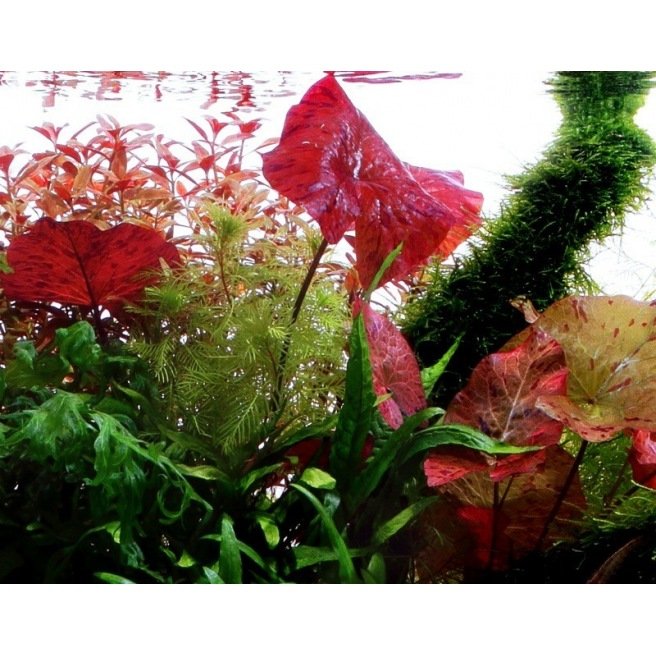 Nymphea Lotus Joli nénuphar rouge à mettre au centre de l