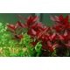 Ludwigia Repens Rubin