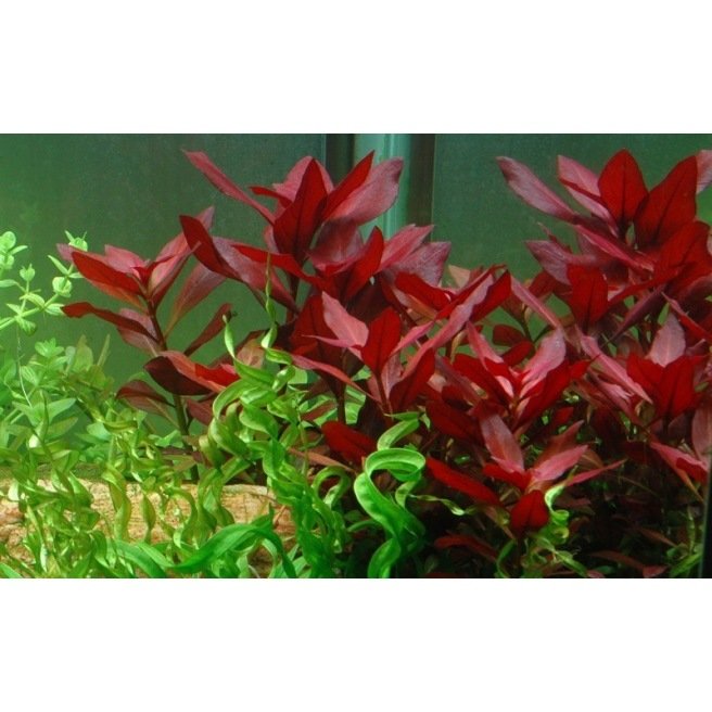 Ludwigia Repens Rubin