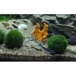 Cladophora Aegagrophila Cladophora Aegagrophila