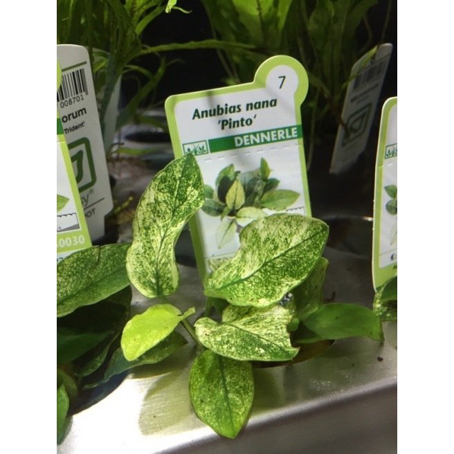 Anubia nana Pinto : Plante pour aquarium en pot facile à entretenir Anubia nana Pinto : Plante pour aquarium en pot facile à entretenir