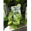 Anubia nana Pinto : Plante pour aquarium en pot facile à entretenir