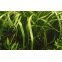 Cryptocoryne Crispatula : Plante aquatique d'arrière plan