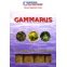 FFF Gammarus