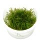 Taxiphyllum Barbieri - Mousse pour aquascaping