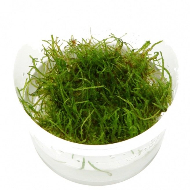 Mousses pour aquarium : Taxiphyllum Barbieri (Mousse de Java