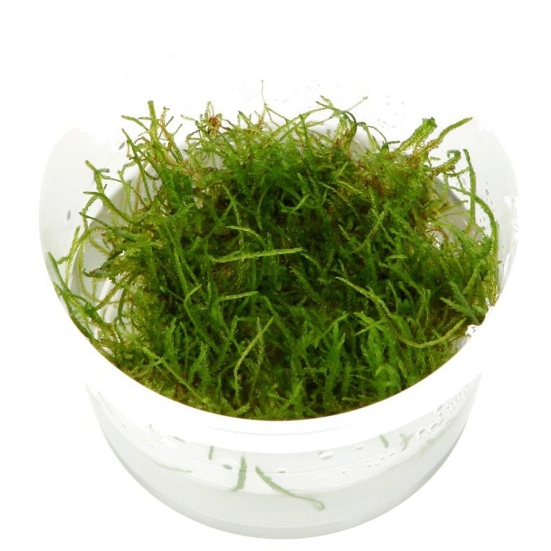 Mousse de java pour aquascaping La Taxiphyllum Barbieri in vitro