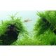 Taxiphyllum Barbieri - Mousse pour aquascaping