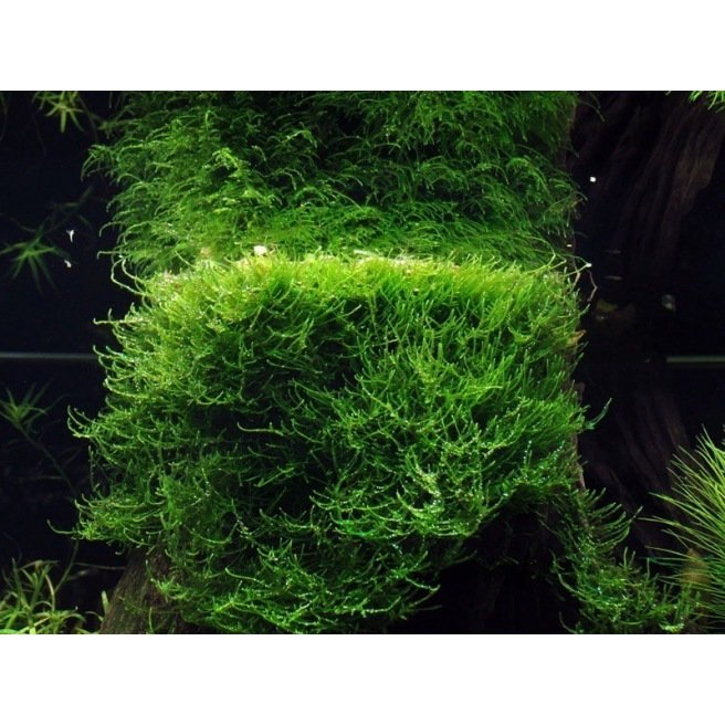 Mousses pour aquarium : Taxiphyllum Barbieri (Mousse de Java) pour