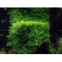 Taxiphyllum Barbieri - Mousse pour aquascaping