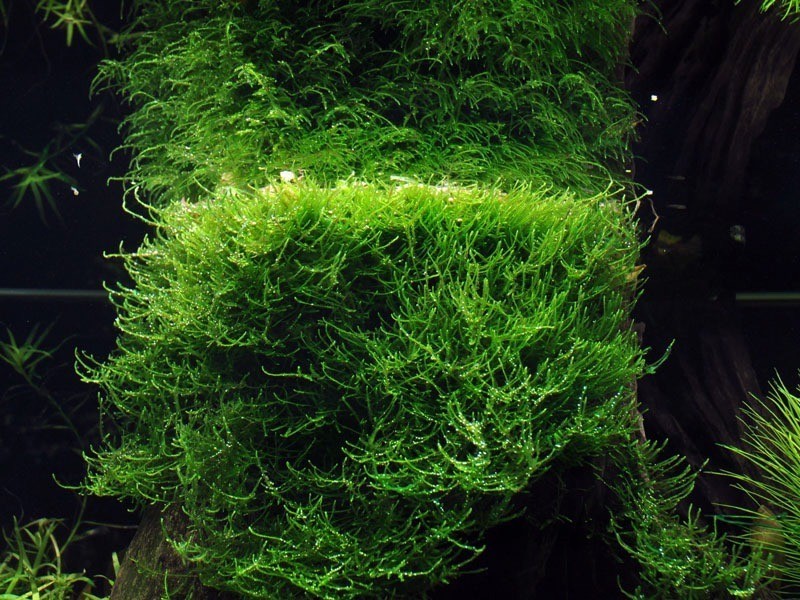 Mousse de java pour aquascaping : La Taxiphyllum Barbieri in vitro