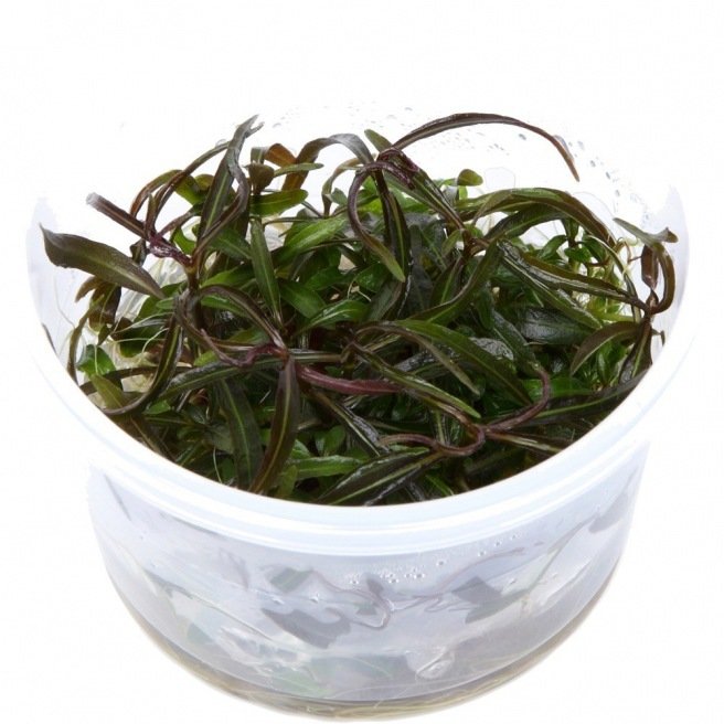 Hygrophila Araguaia Hygrophila Araguaia