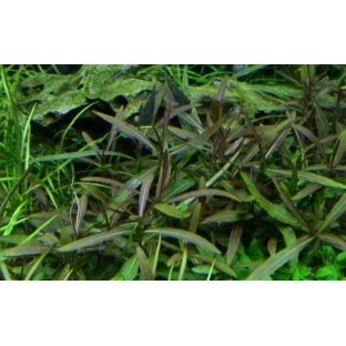 Hygrophila Araguaia Hygrophila Araguaia