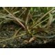 Hygrophila Araguaia - Plante d'aquarium d'avant plan
