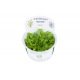 Hygrophila Siamensis 53B in Vitro