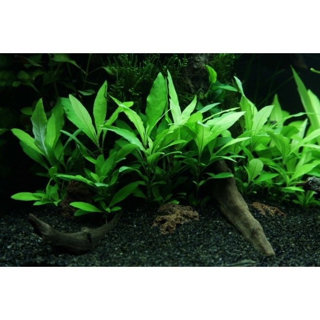 Superfish Easy Plants Plante d'aquarium 30cm Nr.1 L