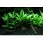 Hygrophila Siamensis 53B  : Plante d'arrière plan