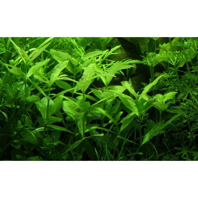 Hygrophila Polysperma - Plante à tige d'arrière plan