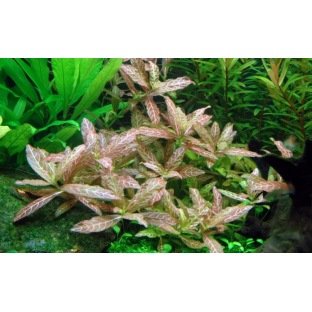 Hygrophila Polysperma Rosanervig : Plante pour aquarium