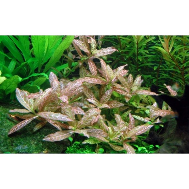 Live pot Hygrophila Rosanervig