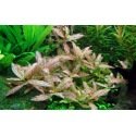 Hygrophila Polysperma Rosanervig : Plante pour aquarium