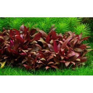 Alternanthera Reineckii Mini : Plante pour avant plan Alternanthera Reineckii Mini : Plante pour avant plan