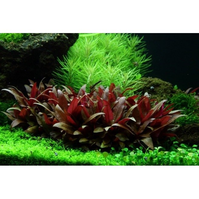 Alternanthera Reineckii Mini : Plante pour avant plan