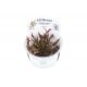 Cryptocoryne Undulatus Red