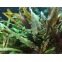 Cryptocoryne Undulatus Red - Plante d'aquarium de couleur rougeâtre