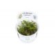 Live pot Cryptocoryne Wendtii verte