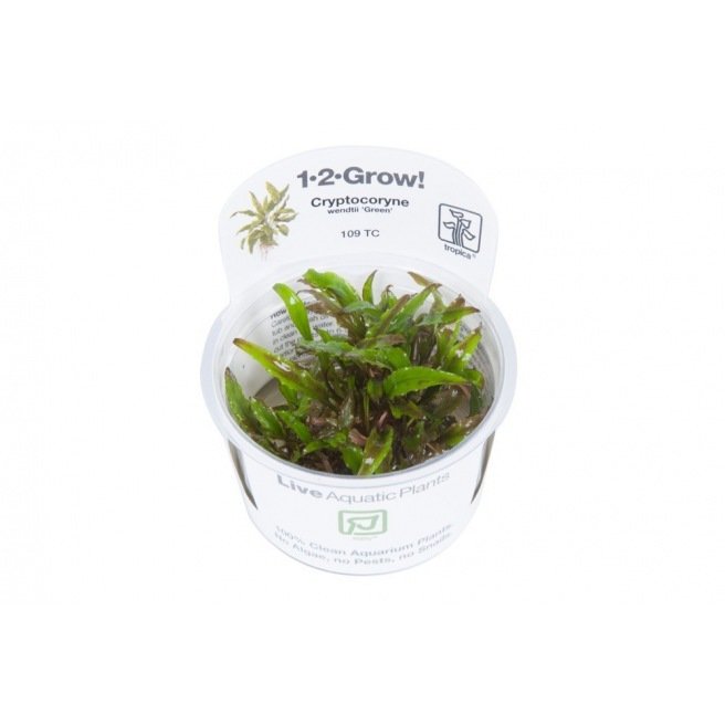 Live pot Cryptocoryne Wendtii verte Live pot Cryptocoryne Wendtii verte