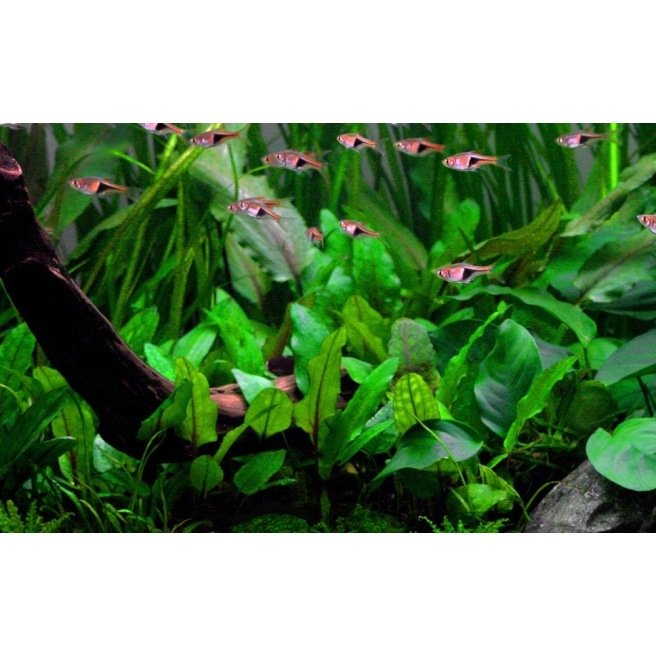 Live pot Cryptocoryne Wendtii verte