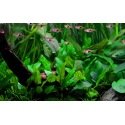 Cryptocoryne Wendtii verte - Plante pour Aquarium