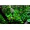 Live pot Cryptocoryne Wendtii verte