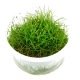 Eleocharis Sp Mini : plante gazonnante pour aquarium