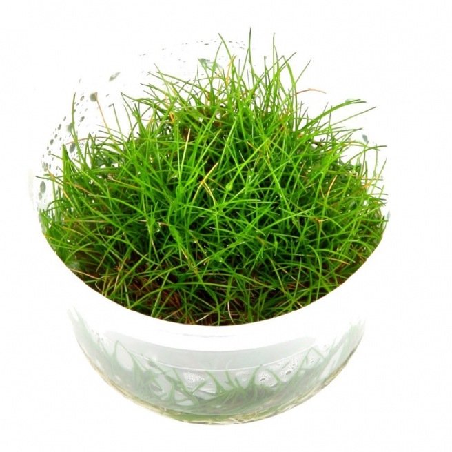 Eleocharis Sp Mini : plante gazonnante pour aquarium