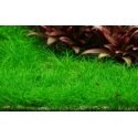 Eleocharis Sp Mini : plante gazonnante pour aquarium