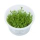 Gratiola Viscidula in vitro
