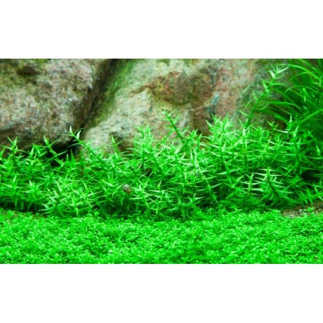 Gratiola Viscidula in vitro