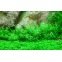 Gratiola Viscidula in vitro