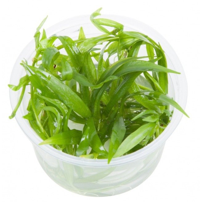 Plante d'aquarium in vitro : Helanthium Quadricostatus 