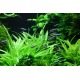 Plante d'aquarium in vitro : Helanthium Quadricostatus 