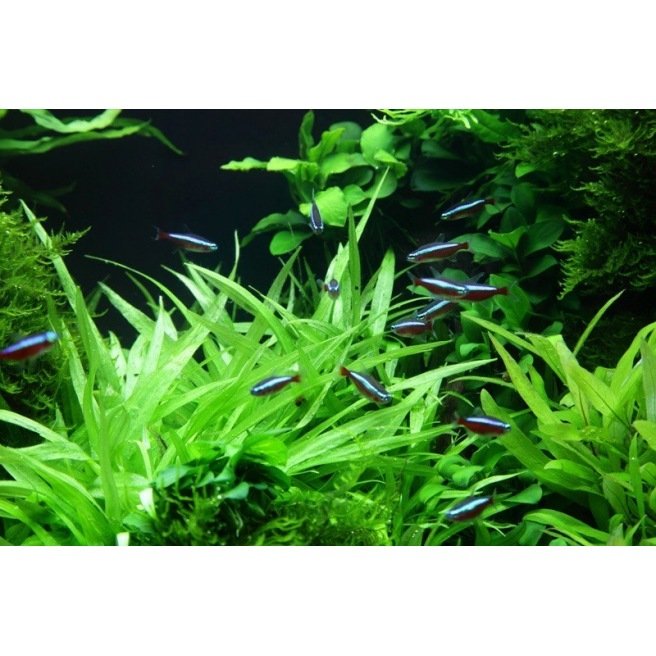 Floride 10 espèces Bundle de plantes d'aquarium Maroc