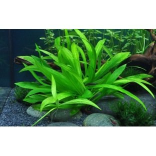 Helanthium Quadricostatus Helanthium Quadricostatus