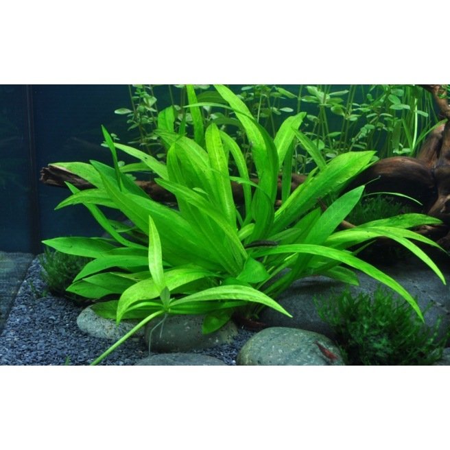 Plante d'aquarium vivante Echinodorus icus pot de 5 cm par 3 pièces