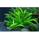 Helanthium Quadricostatus : Plante d'aquarium pour avant plan