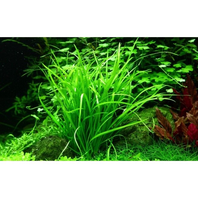 Plantes d'aquarium de la zone médiane, idéales pour l'aquascaping. Qualité  Tropica.