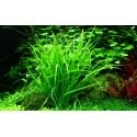 Helanthium Tenellum - Plante d'aquarium gazonnante